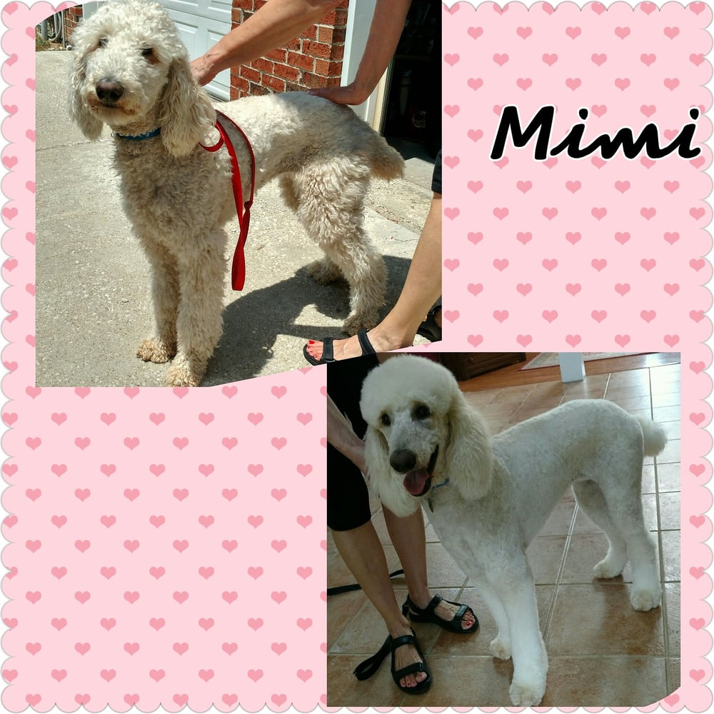 THE ROAD DOG MOBILE PET GROOMING Updated August 2024 612 S St Rd