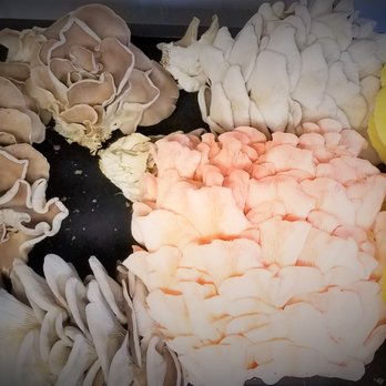 Wolgast Mushrooms - a variety of mushrooms - Specialty Food Near Me Wolgast Mushrooms - a variety of mushrooms - Specialty Food Near Me
