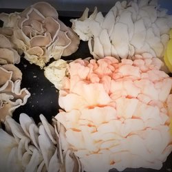 Wolgast Mushrooms