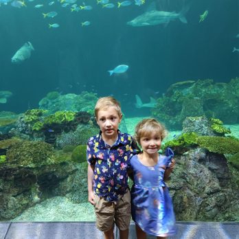 Shedd Aquarium - Aquariums Near Me - Chicago, Illinois Shedd Aquarium - Aquariums Near Me - Chicago, Illinois