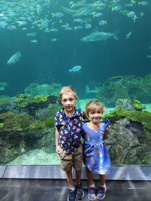 Shedd Aquarium by null