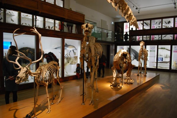Natural History Museum by null