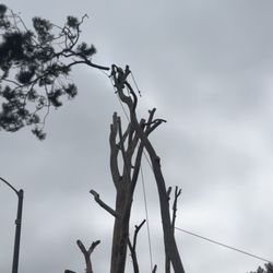 Perez tree service  - Tree trimming