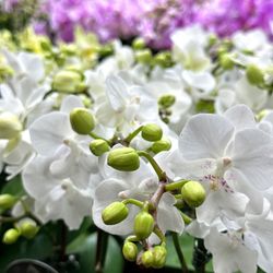 Yang's Fruit & Flower Market