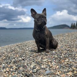 Puppyland