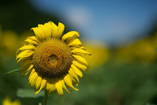 McKee-Beshers Wildlife Management Area by null
