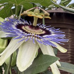 Some random flower I saw
