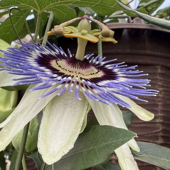 Hicks Nurseries - Some random flower I saw - Nurseries & Gardening Near Me - Westbury, New York