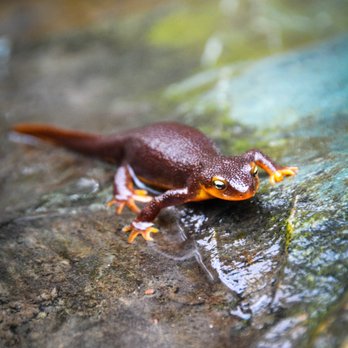 UC Botanical Garden at Berkeley - Rough-skin newt - Botanical Gardens Near Me - Berkeley, California UC Botanical Garden at Berkeley - Rough-skin newt - Botanical Gardens Near Me - Berkeley, California