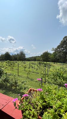 Rebec Vineyards by null