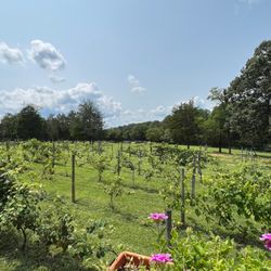 Rebec Vineyards