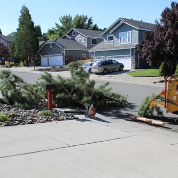 Expert Tree and Yard Service - Tree Services Near Me - Reno, Nevada Expert Tree and Yard Service - Tree Services Near Me - Reno, Nevada