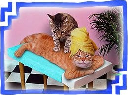 The Smitten Kitten Cat Resort & Spa Image