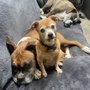 Castle Pines Veterinary Hospital