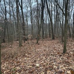 Hidden Hollow Campground - Trail