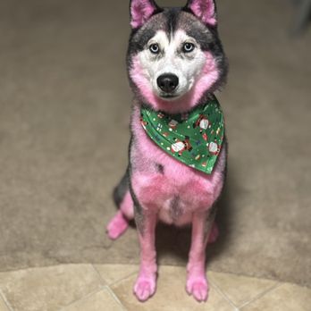 Yappy Hour Dog Grooming - Pet Groomers Near Me - Surfside beach, Texas Yappy Hour Dog Grooming - Pet Groomers Near Me - Surfside beach, Texas