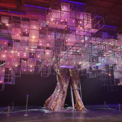 A Forest For The Trees