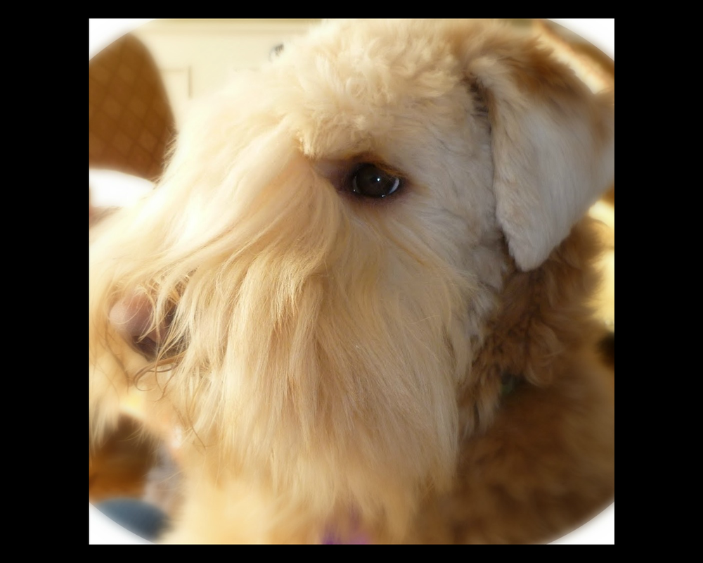 CHRIS’S DOG GROOMING Updated September 2024 Tinley Park, Illinois