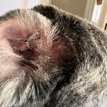 Dog Wash Spa Cedar Park - Further out view of cuts and razor burns around ear and forehead - Pet Groomers Near Me - Cedar Park, Texas Dog Wash Spa Cedar Park - Further out view of cuts and razor burns around ear and forehead - Pet Groomers Near Me - Cedar Park, Texas