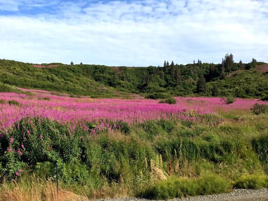 Samovar Cafe by null