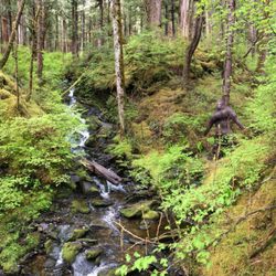 Alaska Bigfoot Adventures