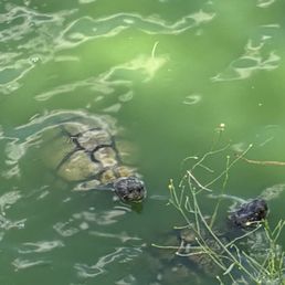 Curiously, couple dozen turtles approaching as we addressed the tee box. Curiously, couple dozen turtles approaching as we addressed the tee box.