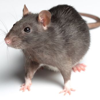 Signature Home - Pest Control Near Me - Campbell, California Signature Home - Pest Control Near Me - Campbell, California