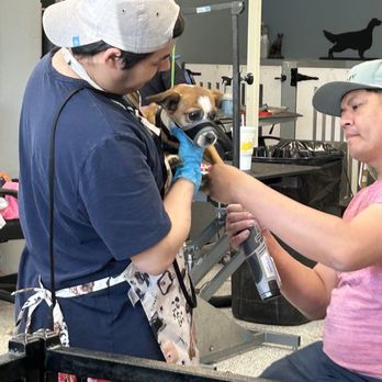 A Bath N Biscuit Grooming & Pet Spa - Dante-- the "Knibblet." - Pet Groomers Near Me - Modesto, California A Bath N Biscuit Grooming & Pet Spa - Dante-- the "Knibblet." - Pet Groomers Near Me - Modesto, California