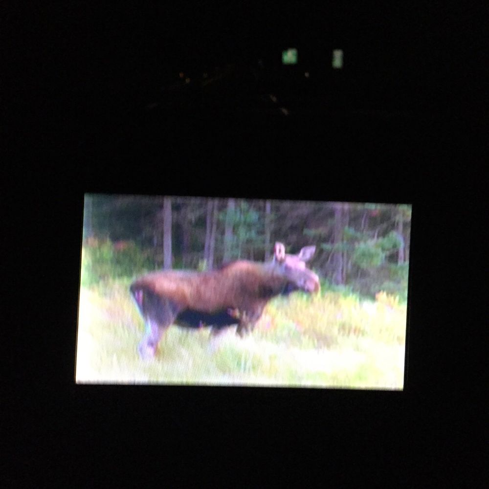 Pemi Valley Moose Tour - We saw a moose on video. Hah! - Tours Near Me - Lincoln, New Hampshire Pemi Valley Moose Tour - We saw a moose on video. Hah! - Tours Near Me - Lincoln, New Hampshire