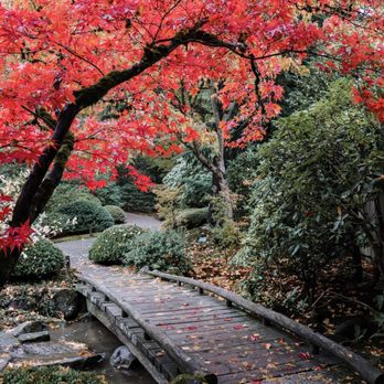 Seattle Japanese Garden - Gorgeous colors - Botanical Gardens Near Me - Seattle, Washington Seattle Japanese Garden - Gorgeous colors - Botanical Gardens Near Me - Seattle, Washington