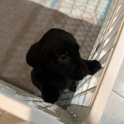 Elite Pet Ride - Clean playpen to sleep the night away before heading home