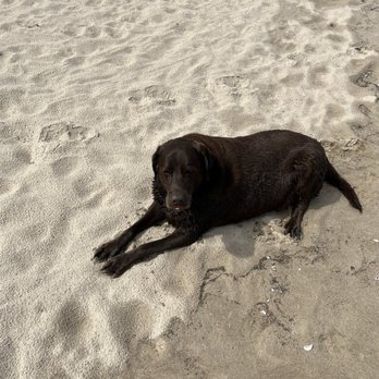 Harrisville State Park - Dog in the sand - Parks Near Me - Harrisville, Michigan Harrisville State Park - Dog in the sand - Parks Near Me - Harrisville, Michigan