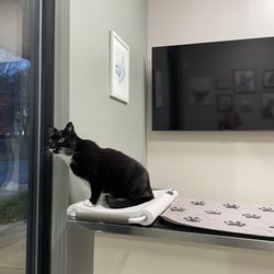 Animal Dental Center
