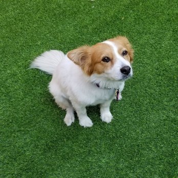 Pampered Paws - Dinah before cut - Pet Groomers Near Me - Carmichael, California Pampered Paws - Dinah before cut - Pet Groomers Near Me - Carmichael, California