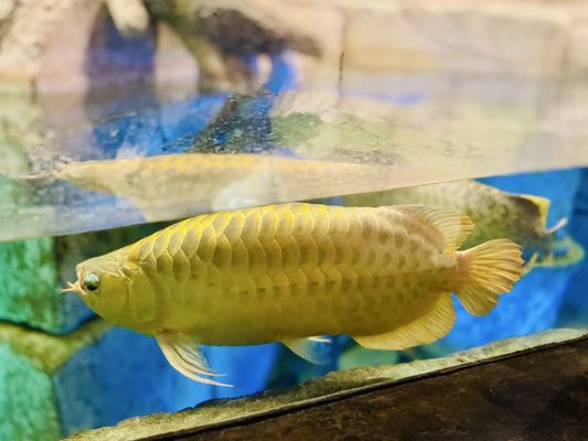 Shark Reef Aquarium at Mandalay Bay by null