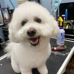 My dog got a cute trim My dog got a cute trim