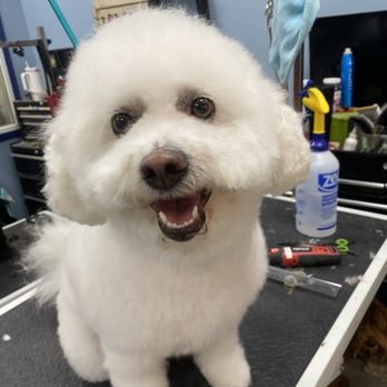 Paws With Claws Pet Spa & Resort - My dog got a cute trim - Pet Groomers Near Me - Phoenix, Arizona Paws With Claws Pet Spa & Resort - My dog got a cute trim - Pet Groomers Near Me - Phoenix, Arizona