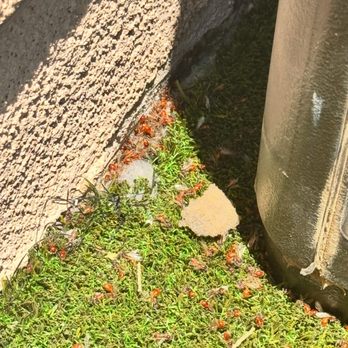 EnviroGuard - All these are LIVE BUGS we got AFTER using EnviroGuard. Never had an infestation like this EVER. - Pest Control Near Me - Albuquerque, New Mexico