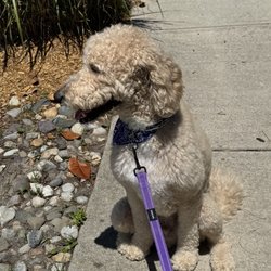 Jo's Pet Spa - Golden doodle after grooming
