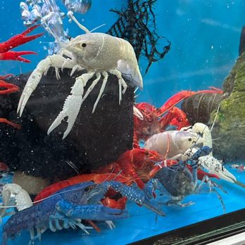 金魚街 - Goldfish Market - Pet Stores Near Me - Hong Kong, HK