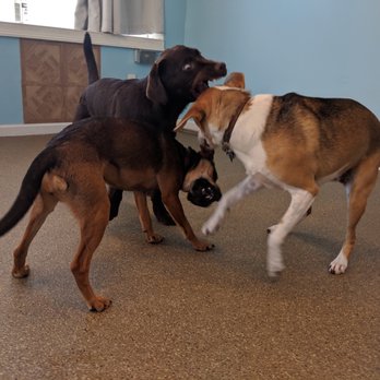 Pant Dog Center - Pet Sitting Near Me - Philadelphia, Pennsylvania Pant Dog Center - Pet Sitting Near Me - Philadelphia, Pennsylvania