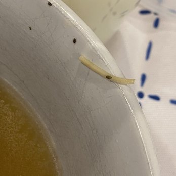 Jazmine - More bugs - Asian Fusion Near Me - Reno, Nevada