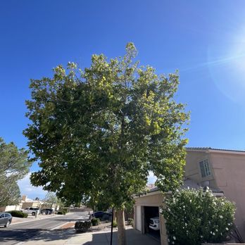 Monkey's Tree Services - A few angles of the two trees that need trimming in front of my house. - Tree Services Near Me - Albuquerque, New Mexico