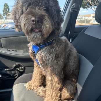 Dunk'N Dogs - Before - Pet Groomers Near Me - San Diego, California