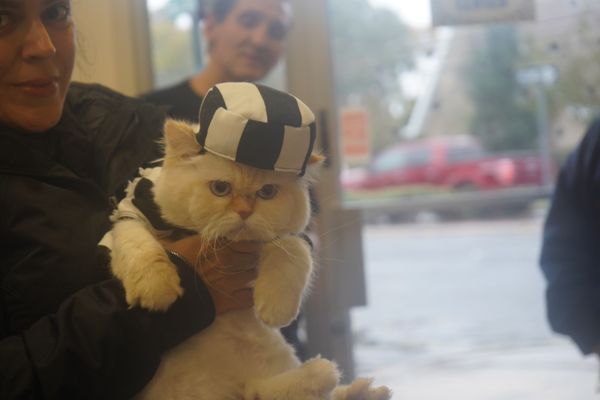 the cat doctor new hyde park