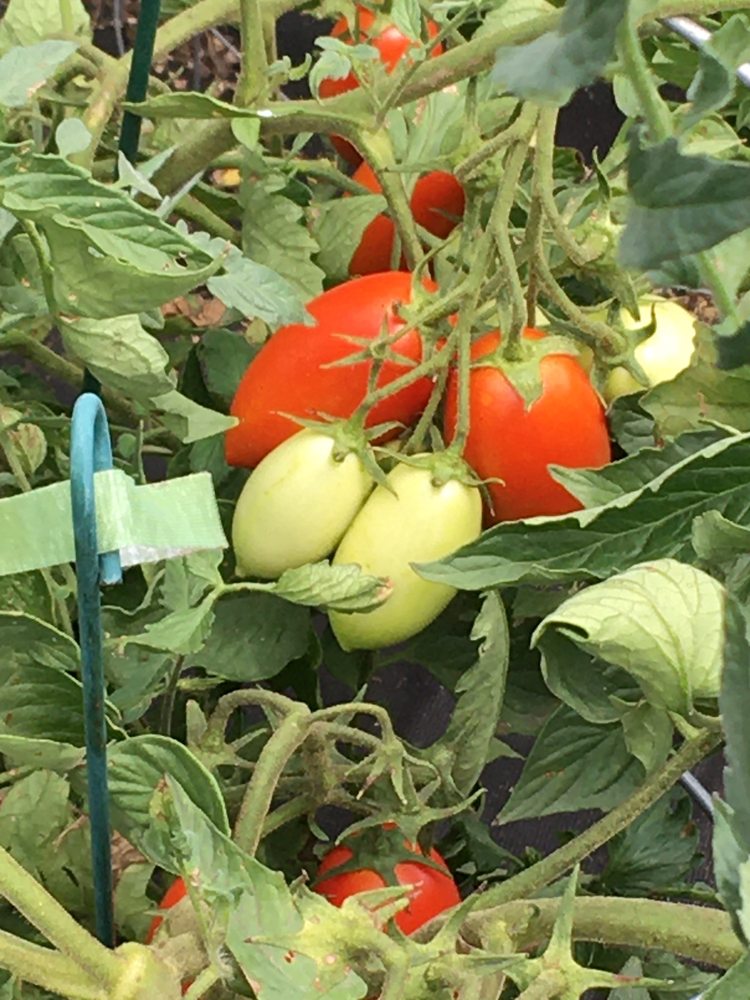 BOYCE MAYVIEW PARK Updated August 2024 169 Photos 1571 Mayview Rd