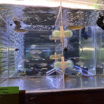 Rosemead Aquarium - Jardini - Pet Stores Near Me - Rosemead, California