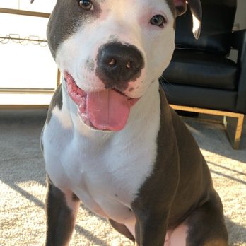 Boyd's Veterinary Resort - Happy boy at home no crate! - Veterinarians Near Me - Rockville, Maryland