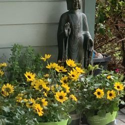 Salem Zen Center - Our small outdoor space is slowly coming together.