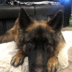Lander Valley Animal Hospital - Pup after 1st time boarding